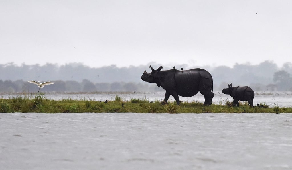 An Indian one-horn rhinoceros and her calf in the Kaziranga National Park, India. Photo: AFP