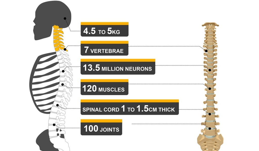 Core facts: some numbers to remember about your spine. Core facts: some numbers to remember about your spine.