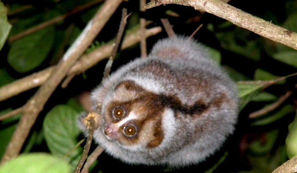 A slow loris was among the animals found. Photo: AFP