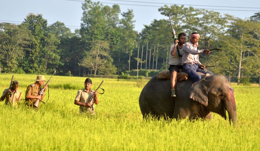 File of Indian forest officials taking part in a search operation for a tiger with the aid of an elephant in Bhumuraguri, Nagaon, 180km east of Guwahati. Photo: AFP