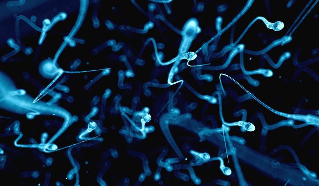 Sperm make up five per cent to 10 per cent of one ejaculation. Photo: Alamy