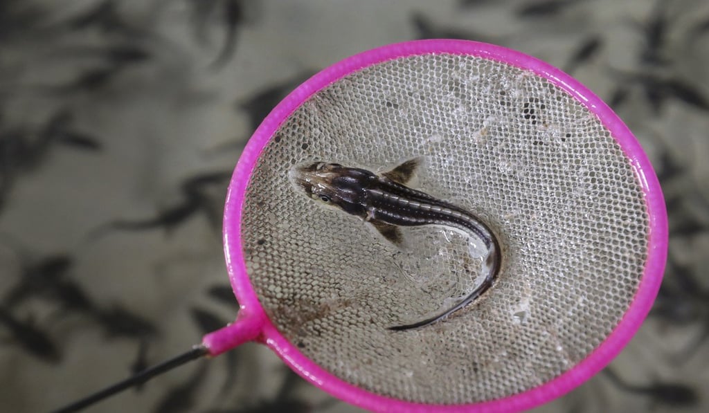 Baby sturgeons at a breeding centre. Photo: Simon Song