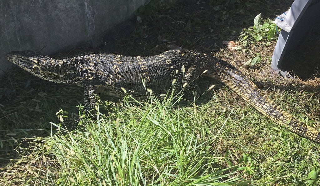A photo released by the Florida Fish and Wildlife Conservation Commission shows a pet Asian water monitor lizard after it was captured on Tuesday. Photo: AP