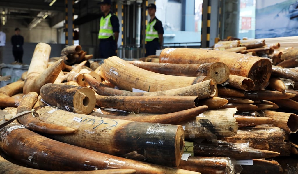 Seized ivory at the Hong Kong customs headquarters in Kwai Chung. Photo: K.Y. Cheng