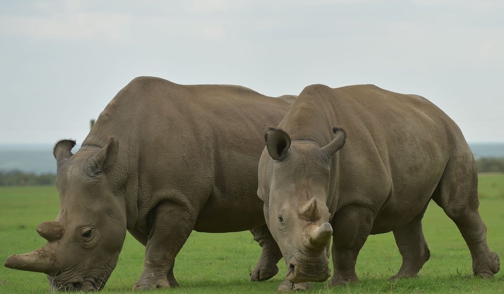 Najin (left) and Fatu, two remaining northern white rhino, in Nanyuki, Kenya. Months after the death of Sudan, the world's last male northern white rhino, scientists said they have grown embryos containing DNA of his kind, hoping to save the subspecies from extinction. Photo: AFP