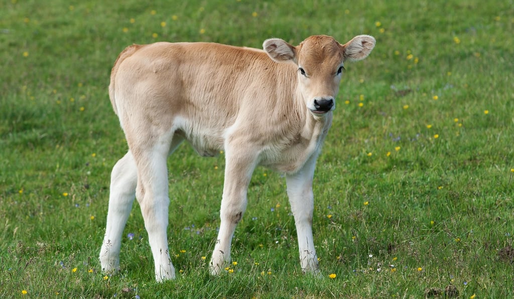 Vegetarians are unlikely to be happy watching you eat veal. Photo: Alamy