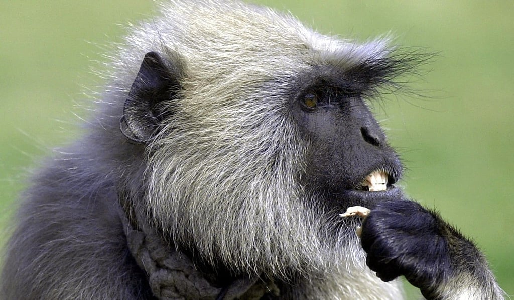 A so-called warrior monkey used by Indian officials to drive away Rhesus monkeys who overrun public buildings. File photo: Agence France-Presse