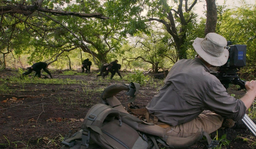 Cameraman John Brown films chimpanzees running through the undergrowth in Senegal, West Africa. Photo: Copyright BBC NHU