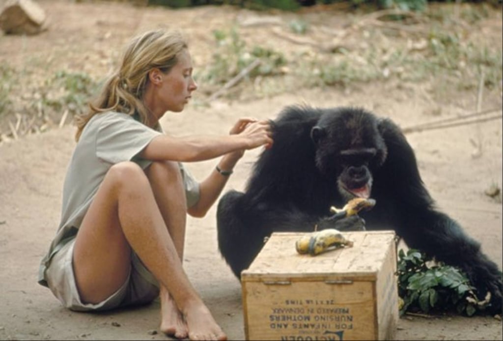 Jane Goodall in 1974. She is best known for her work on primates.