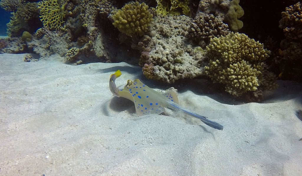 File photo of a blue spotted stingray. Photo: AFP