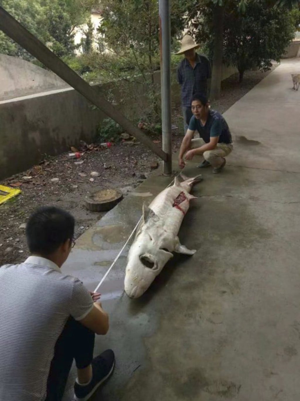 Since the start of the year, 36 mature fish and about 6,000 younger ones have died at the Hengsheng aqua-farm in Jingzhou. Photo: Thepaper.cn