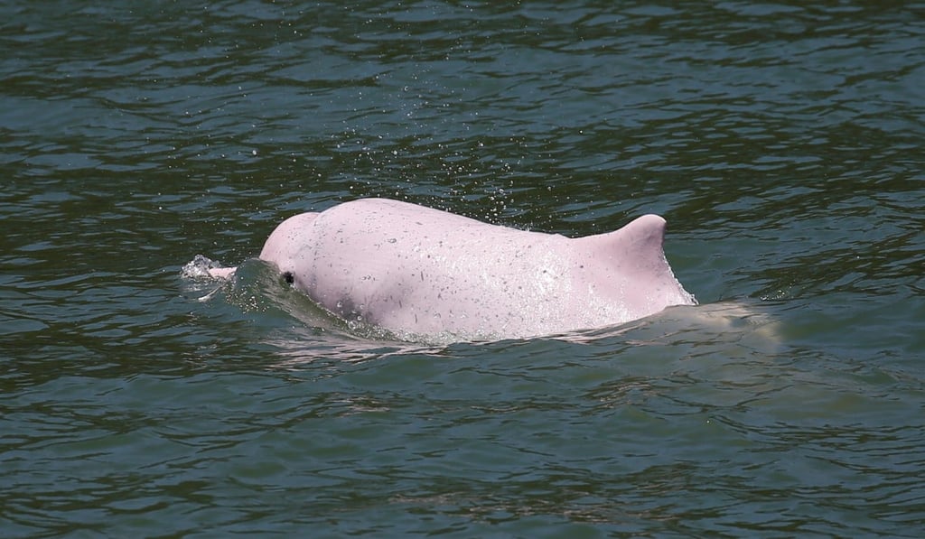 Officials have been studying the impact building the world’s longest sea crossing had on the dolphin population in the area. Photo: Reuters Officials have been studying the impact building the world’s longest sea crossing had on the dolphin population in the area. Photo: Reuters