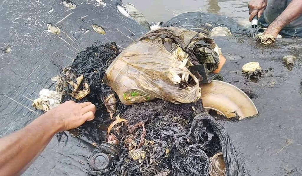 Plastic waste that was removed from the whale's belly. Photo: Reuters