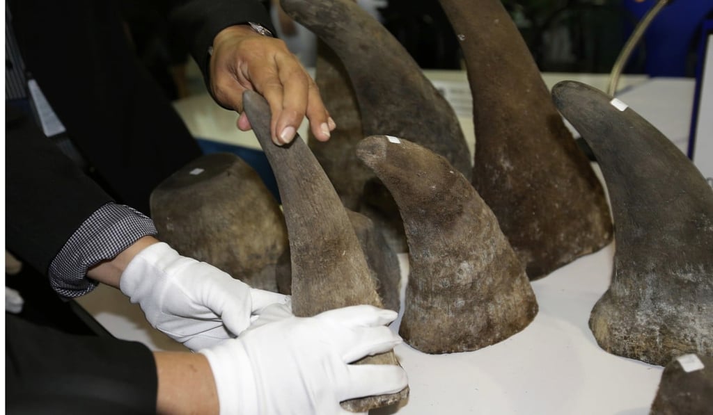 The horns are prized as ‘medicine’ in China and Vietnam. Photo: AP The horns are prized as ‘medicine’ in China and Vietnam. Photo: AP