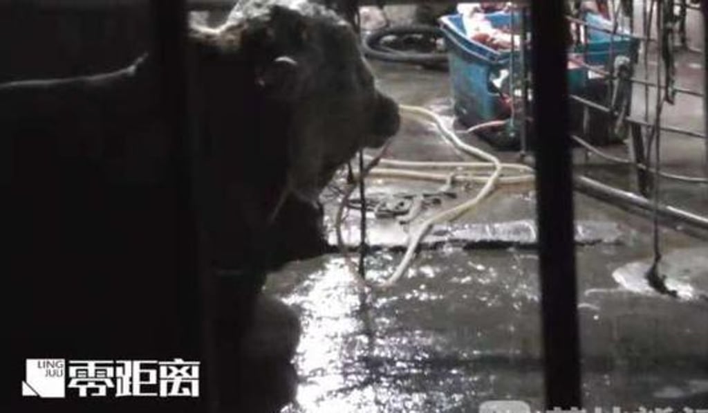Video footage which showed the force-feeding of cattle to fatten them met with outrage on social media. Photo: Weibo