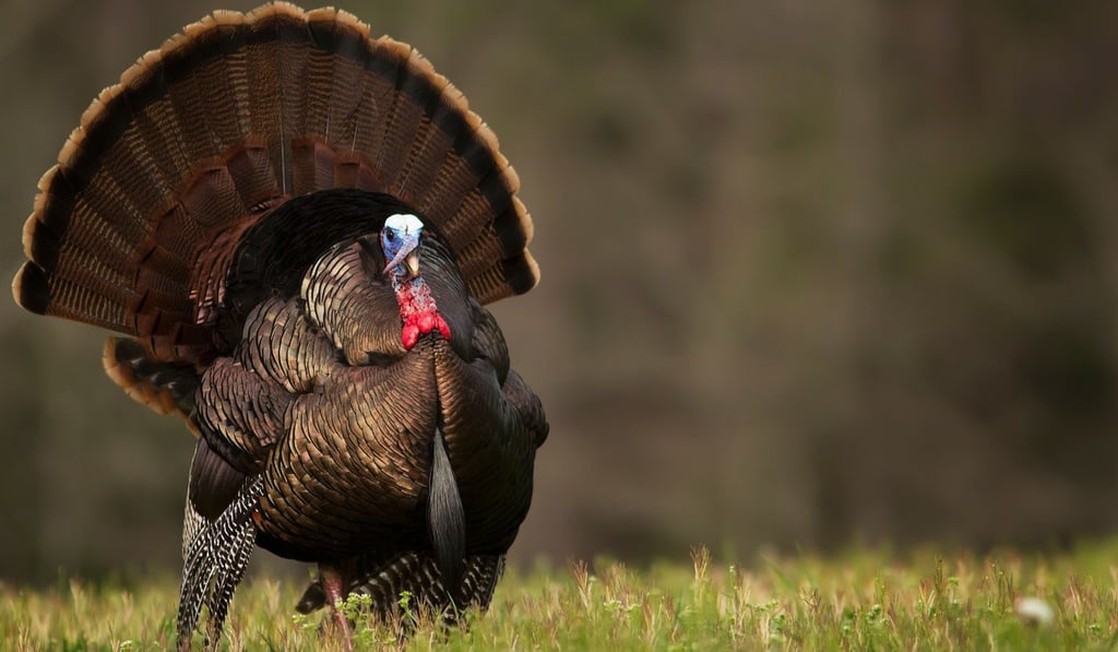 A wild turkey strutting in a field. Photo: Alamy