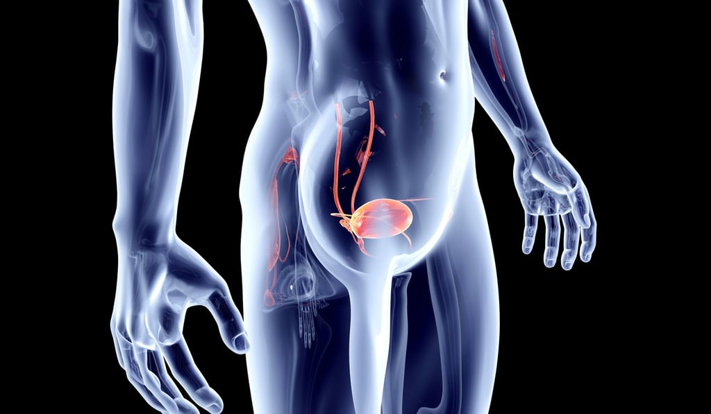 The human bladder is about the size of a grapefruit. Illustration: Alamy