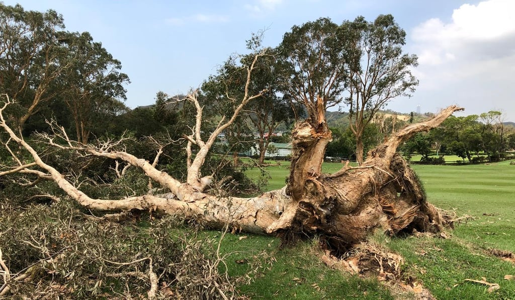 Typhoon Mangkhut wreaks havoc on Fanling. Photo: HKGA