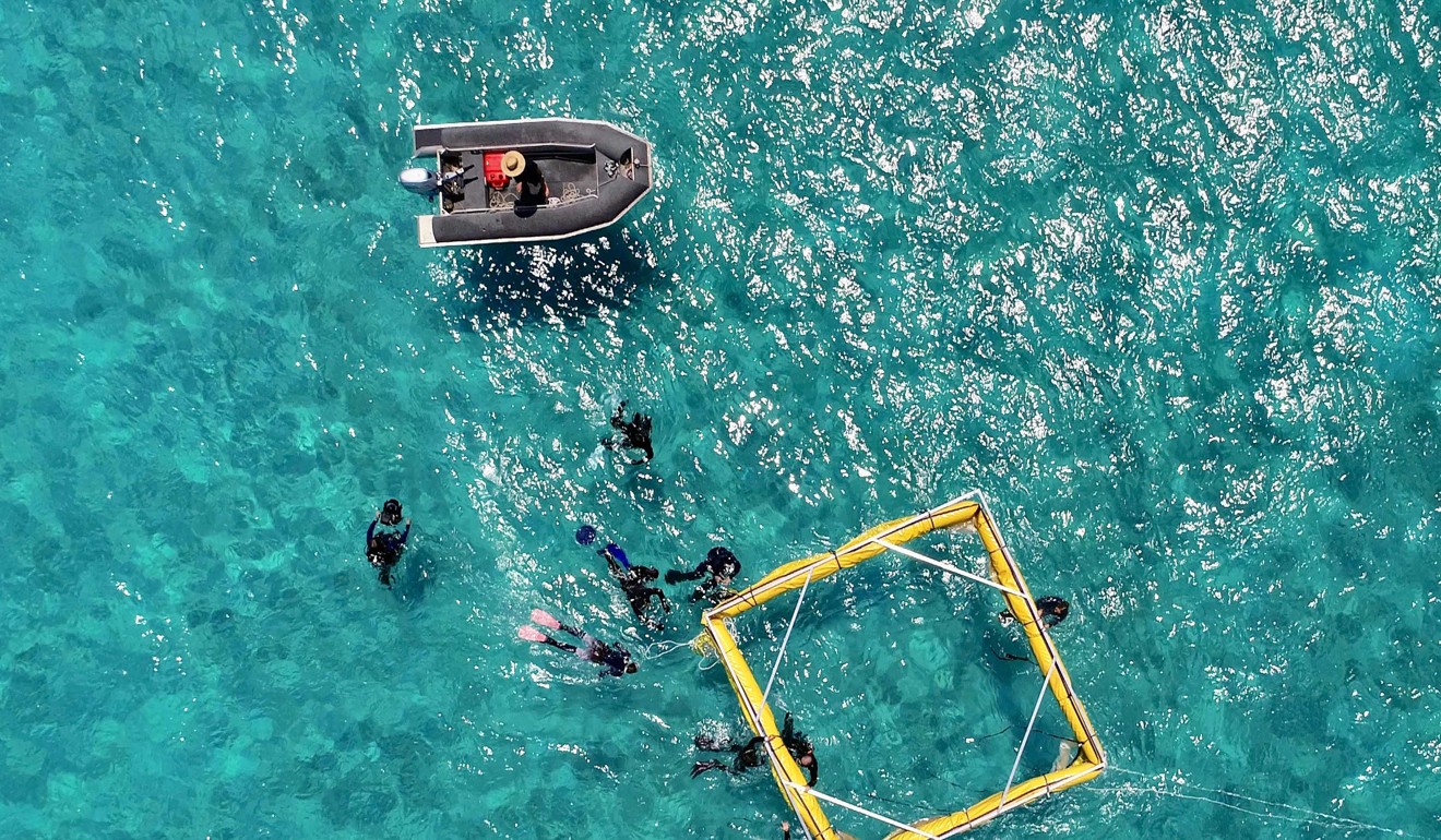 Scientists work on a coral reseeding project on the Great Barrier Reef in Queensland, Australia. Photo: AFP