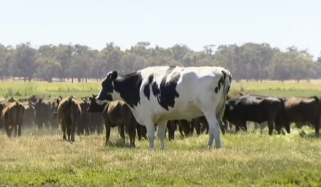 Knickers the giant steer made headlines earlier this week. Photo: AP Knickers the giant steer made headlines earlier this week. Photo: AP