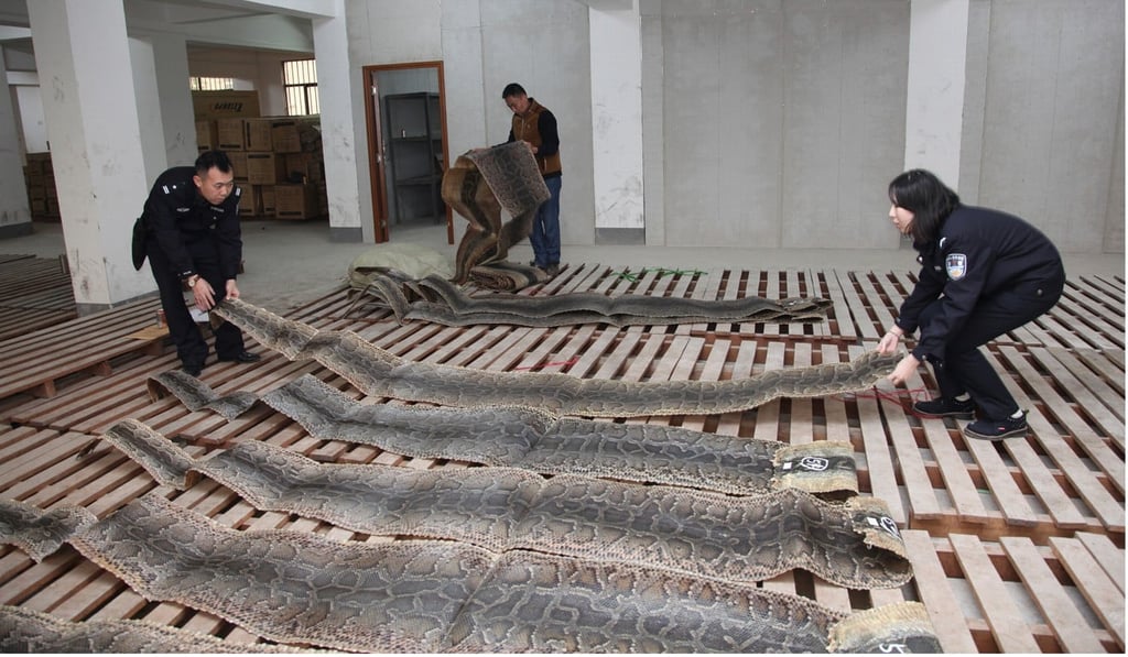 Chinese customs officers check seized python skins in Haikou, Hainan, in January 2016. Photo: Xinhua