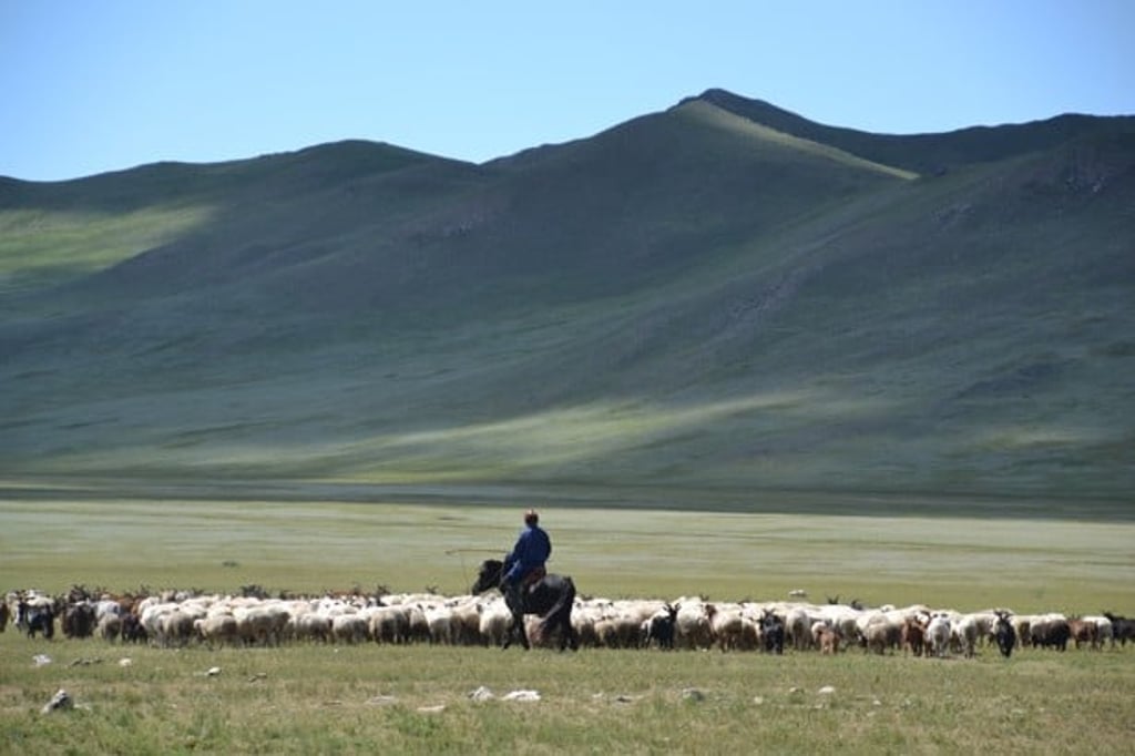 A Mongolian herdsman with his flock.