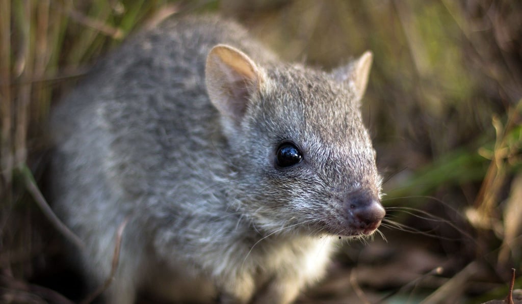 The bettong, a truffle-eating Australian marsupial known as the “rat kangaroo”. Photo: AFP