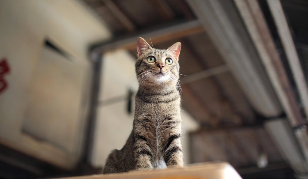 The rescuers found 375 cats crammed inside 24 tiny cages. Photo: Alamy