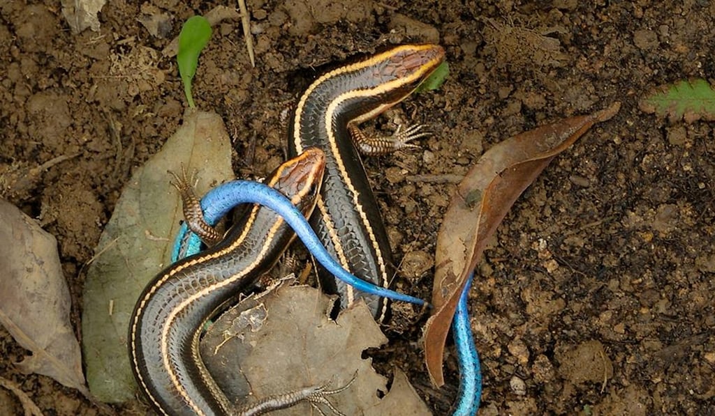 The blue-tailed skink is a shy reptile with a bright blue tail that fades with age. They are often seen on sunny, rocky slopes and at altitude (look for them on The Peak, or on Tai Mo Shan). They have excellent vision and quickly disappear, but patience is often rewarded as they come back out to sun themselves again. Photo: courtesy of Wildcreatures Hong Kong