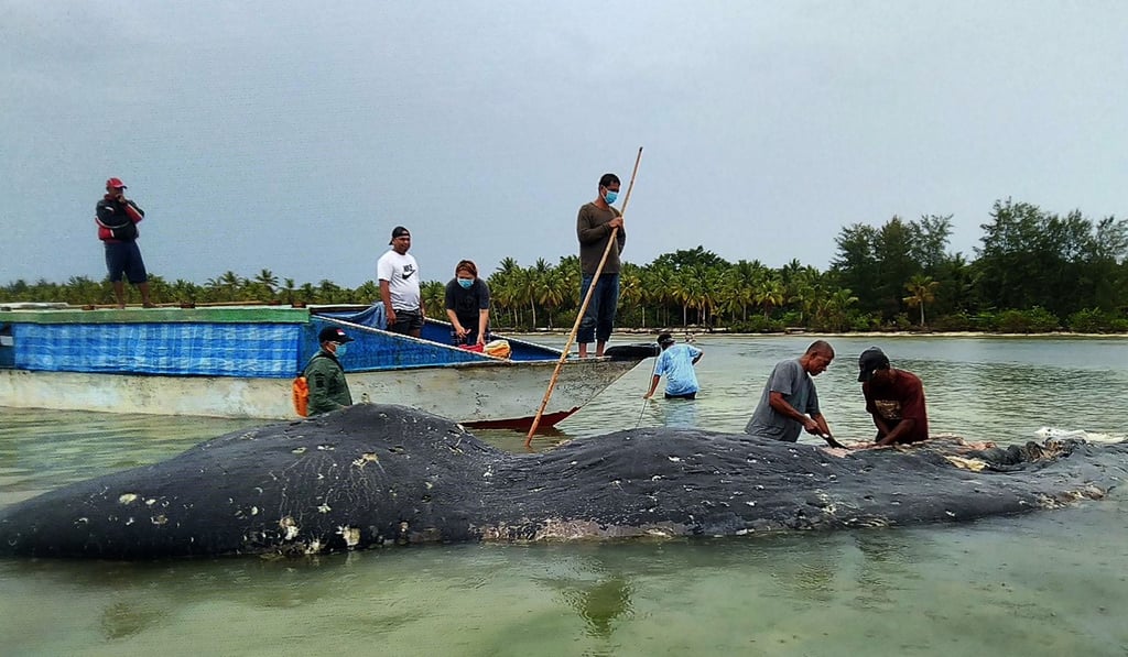 People pulling plastic out of a dead sperm whale that washed ashore in Wakatobi National Park in southeast Sulawesi province, Indonesia in November 2018. Photo: Akademi Komunitas Kelautan dan Perikanan Wakatobi/AFP People pulling plastic out of a dead sperm whale that washed ashore in Wakatobi National Park in southeast Sulawesi province, Indonesia in November 2018. Photo: Akademi Komunitas Kelautan dan Perikanan Wakatobi/AFP