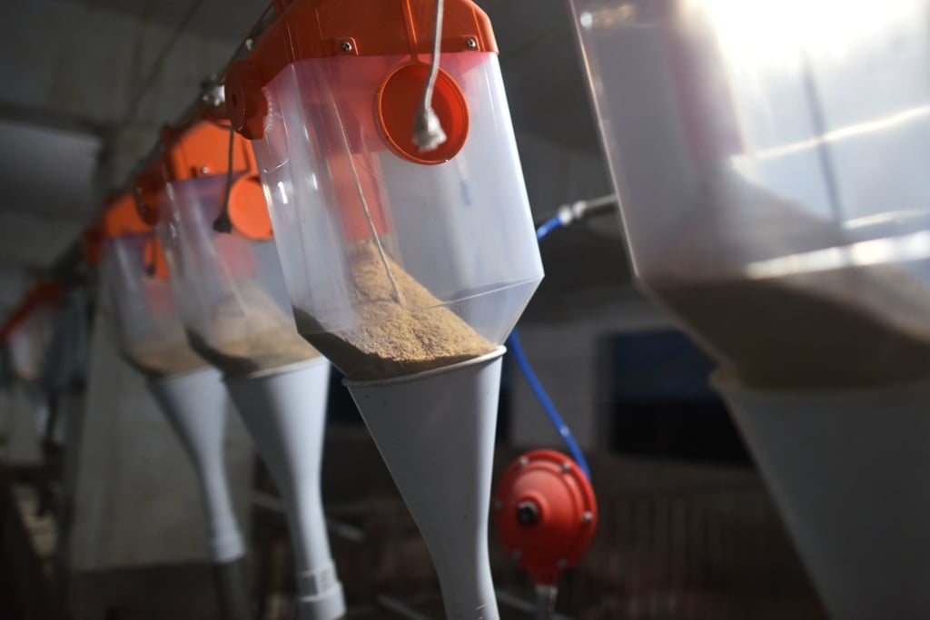 Pig feed made from soybeans at a farm in Yiyang county, in central China’s Henan province on August 10. Prices of the powdery yellow mixture – 20 per cent soy – has increased as soybean supply has been crimped by the US-China trade war. Photo: AFP