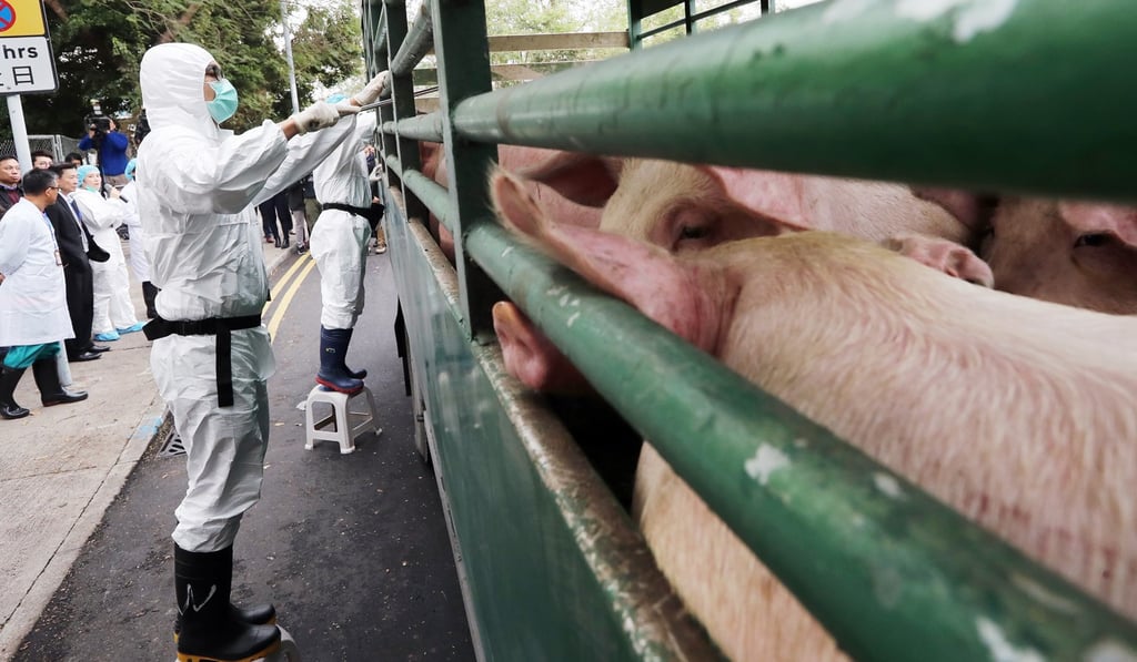 City authorities stepped up measures to prevent local pigs from being infected with the fever. Photo: Edward Wong
