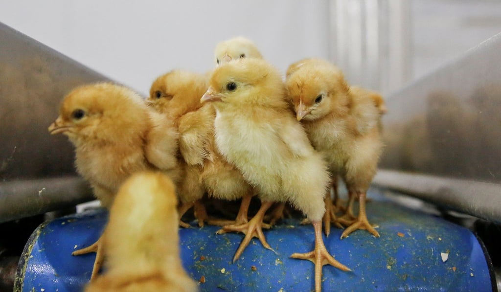 Recently hatched chicks drop off a conveyor belt. Photo: Reuters