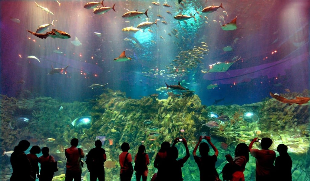 The aquarium at Ocean Park, Hong Kong. Photo: Xinhua/Chen Xiaowei