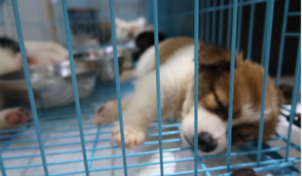 A public consultation found overwhelming support in Britain for banning third-party sales of puppies and kittens. Photo: Owen Li
