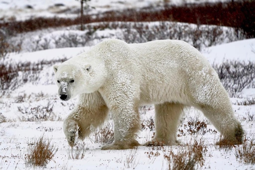 Photo by Michael Liu of a polar bear in Churchill, Canada.