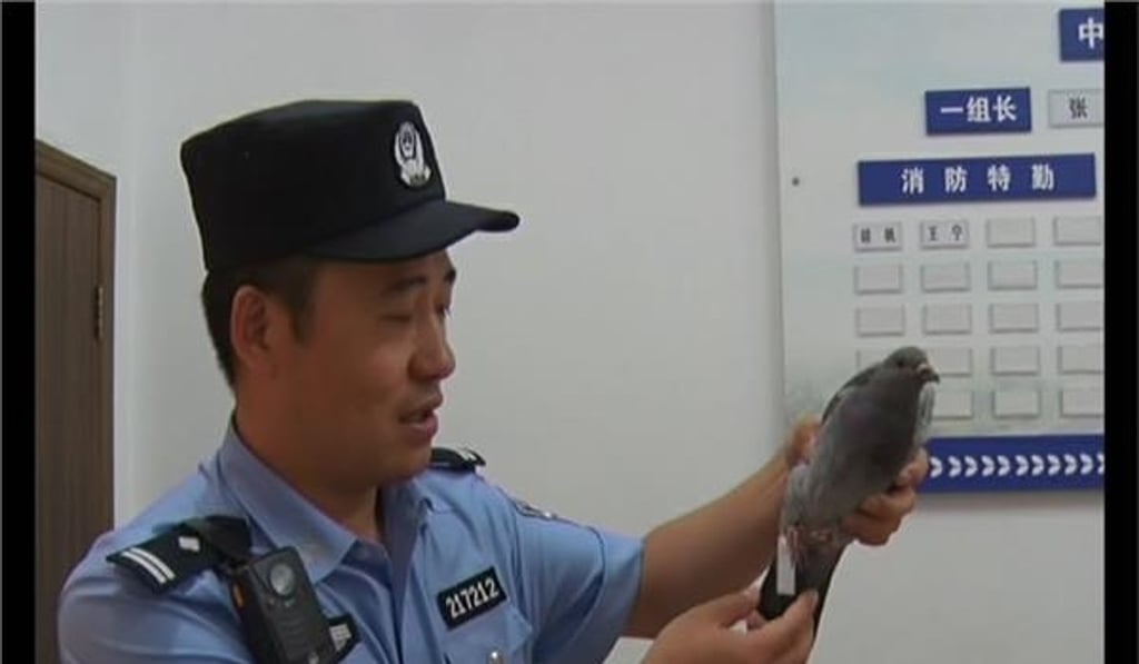 A Chinese policeman handles a pigeon. Photo: Handout
