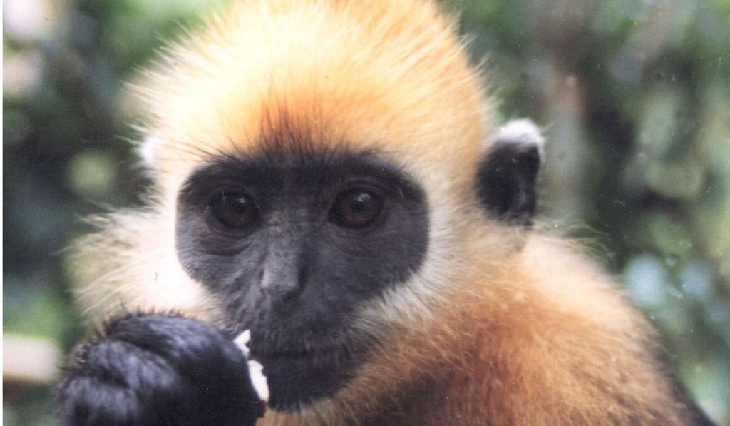 A Cat Ba langur, one of the rarest primates in the world. Photo: Handout