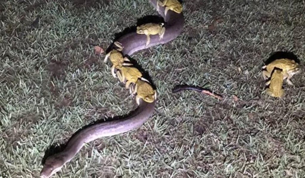 Cane toads ride the back of a 3.5 metre python in Kununurra. Photo: Twitter / Andrew Mock