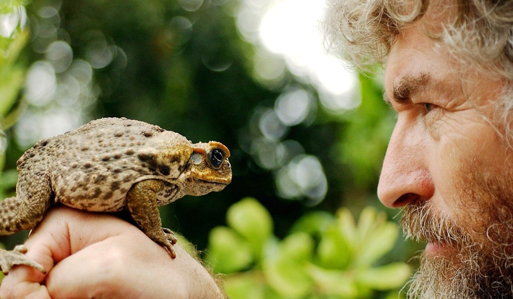 An Australian zookeeper holds up a poisonous cane toad. Photo: Reuters