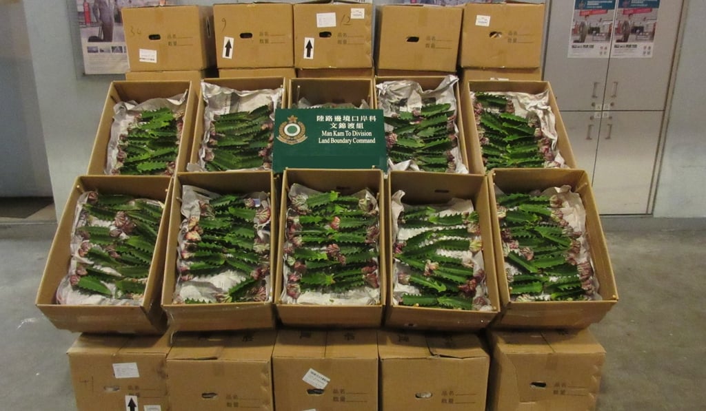 Seized items include endangered organic products, such as cactuses. Photo: Handout Seized items include endangered organic products, such as cactuses. Photo: Handout