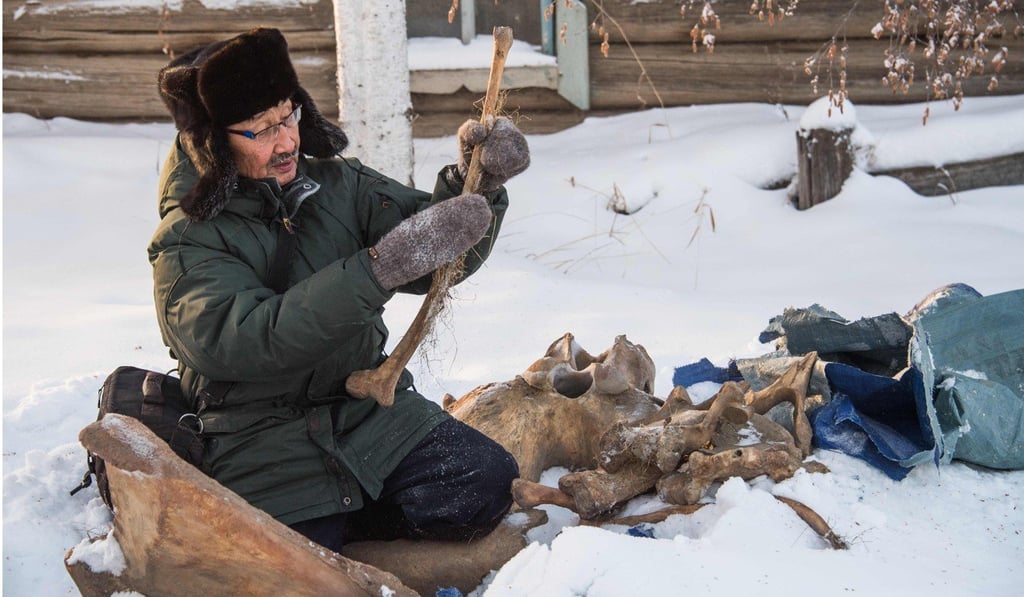 Prokopy Nogovitsyn shows part of a mammoth skeleton outside his house in a village in the northern Siberian region of Yakutia on November 27, 2018. Photo: AFP