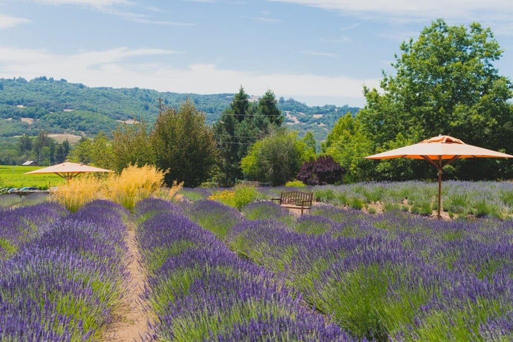 A lavender field at Matanzas Creek. Photo: Facebook/@matanzascreek