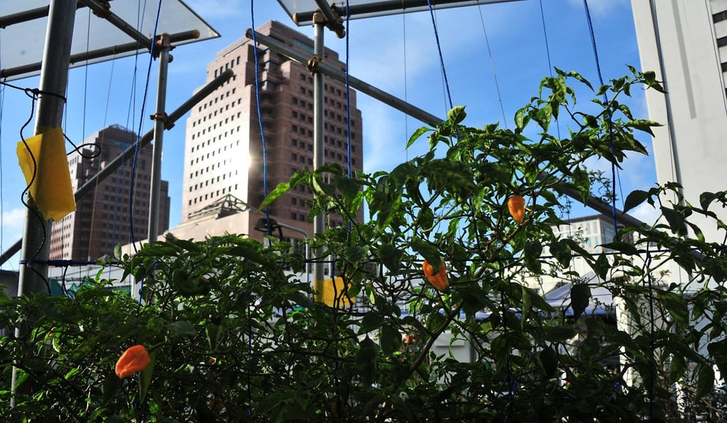 Rooftop farming at ComCrop on Singapore’s Orchard Road. Photo: Handout