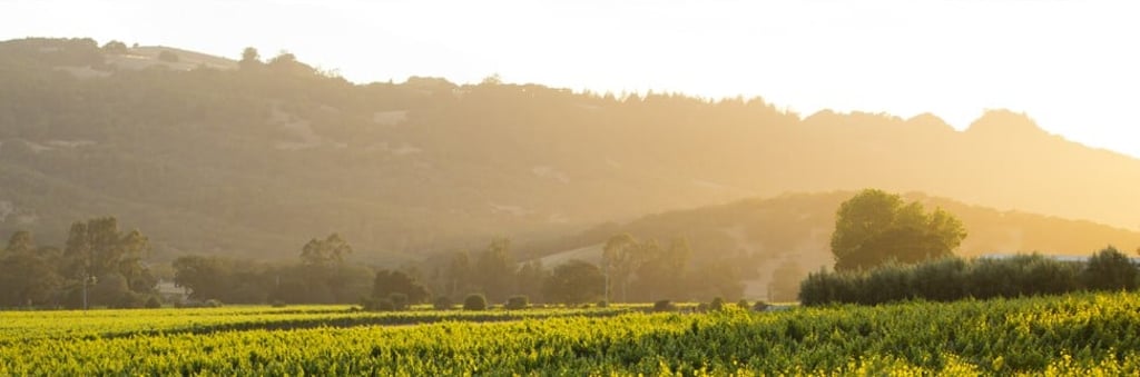 The vineyards of Matanzas Creek in Sonoma County, California.