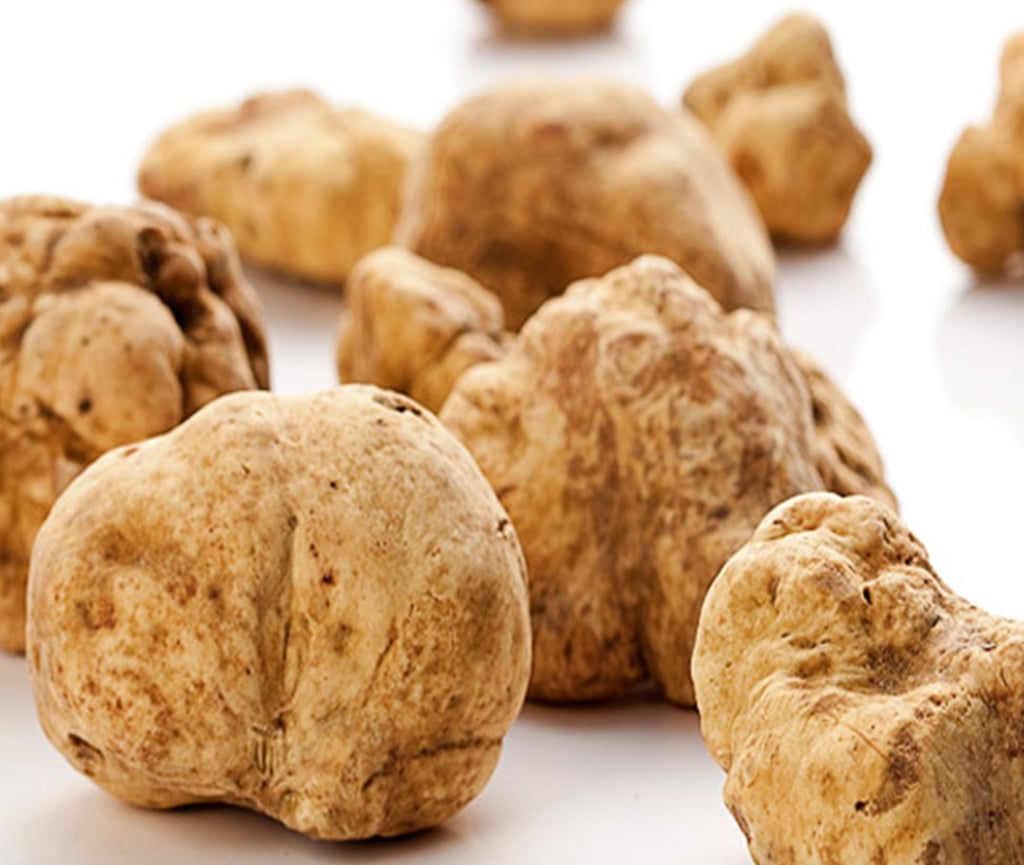 White Alba truffles are found in forests in northern Italy