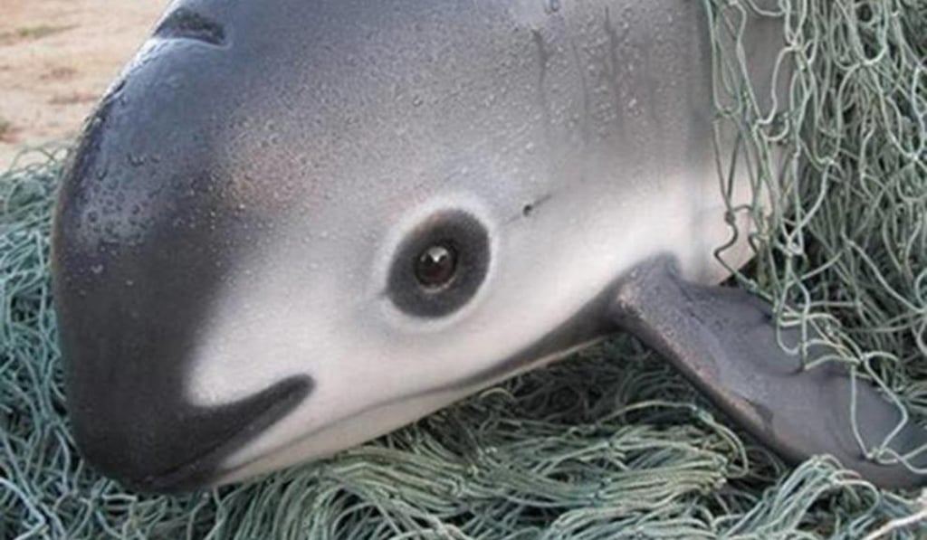 File picture of a vaquita porpoise. Photo: Proyecto Vaquita Marina