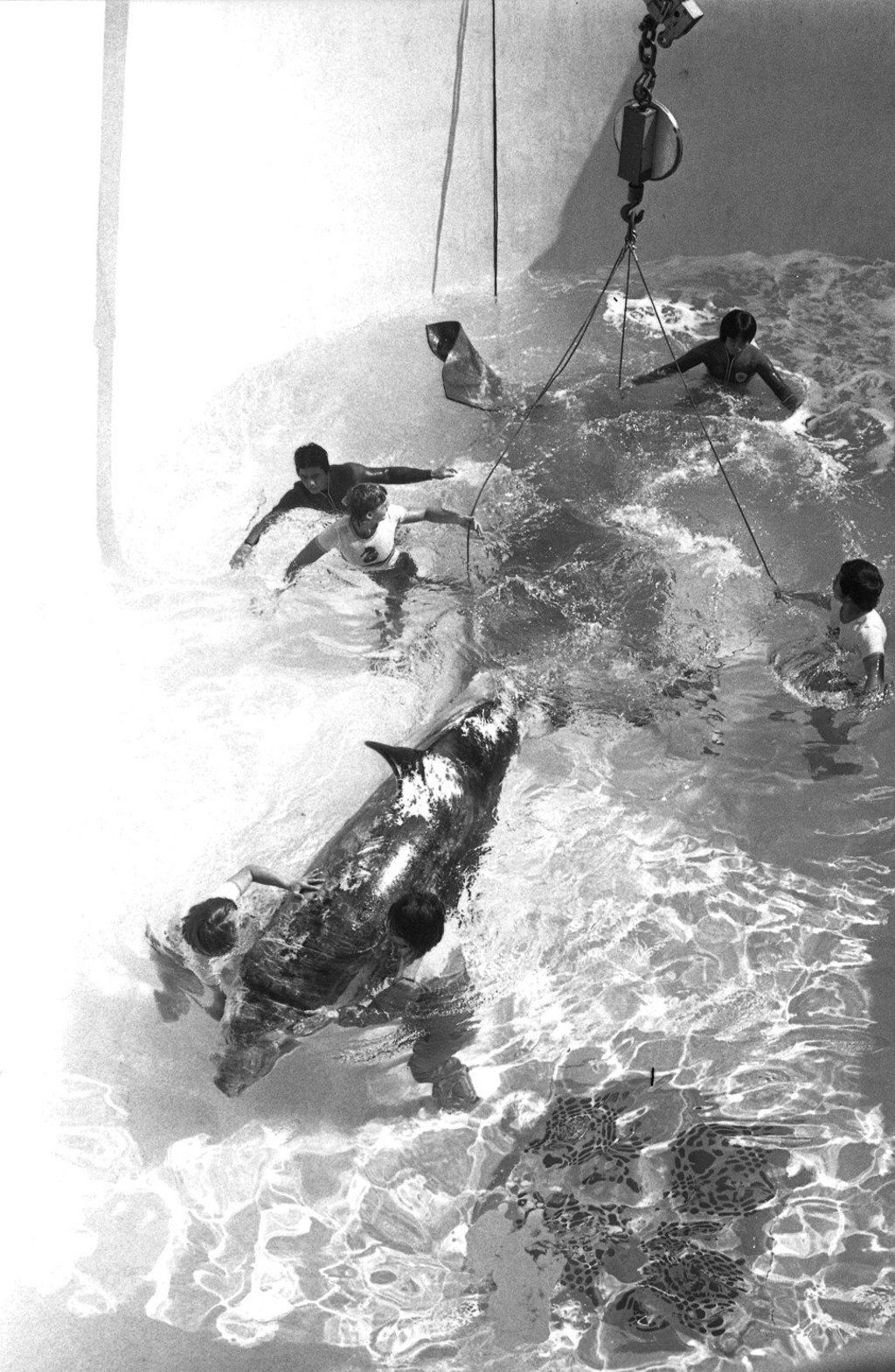 Hoi Wai, then known as Suzy Wong, being released into a tank at Ocean Park, in January 1979.