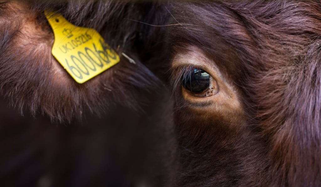 Wealthy countries stand to benefit the most from ending beef farming. Photo: Alamy
