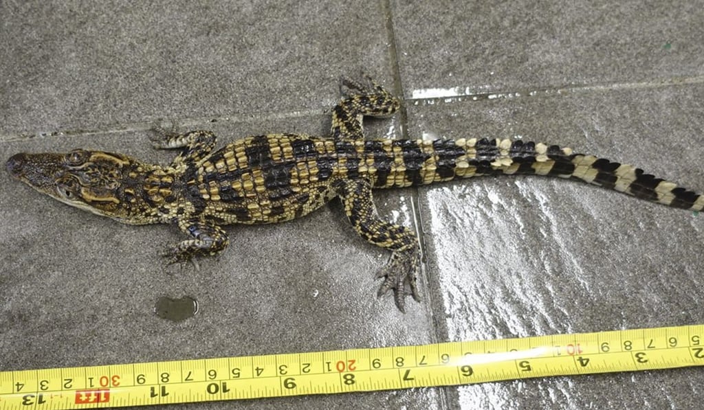 A small crocodile found in Tai Po. Photo: Agriculture, Fisheries and Conservation Department